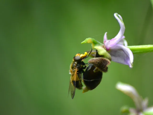 Ophrys scolopax et d’abeille mâle pollinisatrice